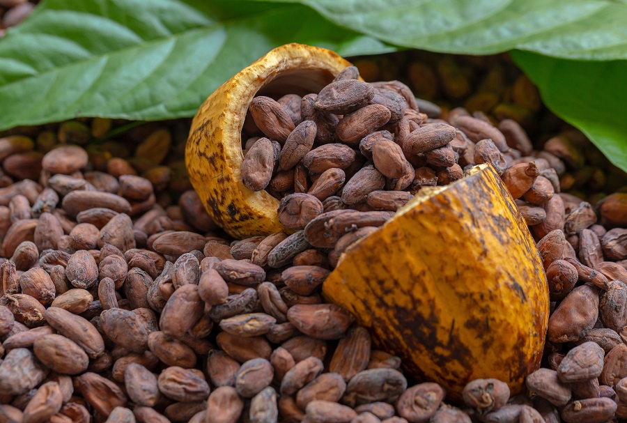 granos cacao